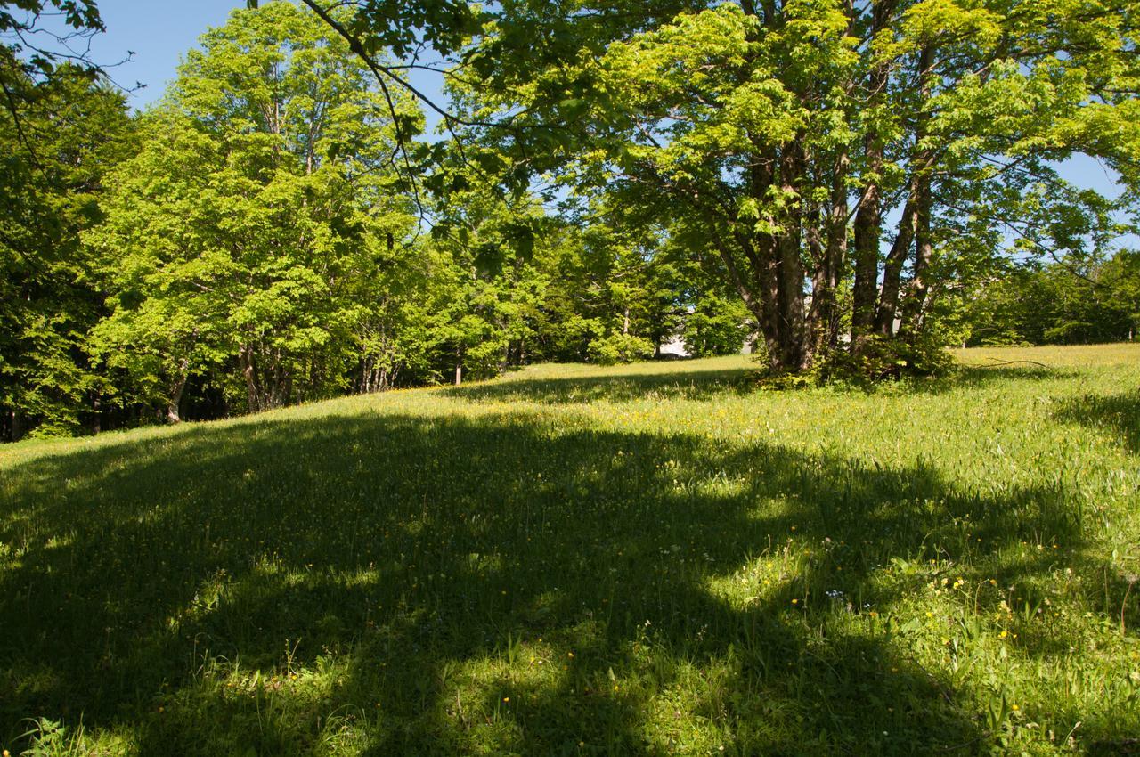 זבליאק Green Forest מראה חיצוני תמונה